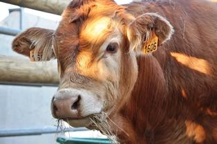 veau