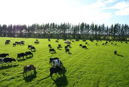 Beaucoup d'exploitations ovines néo-zélandaises se réorientent vers le production bovine laitière.