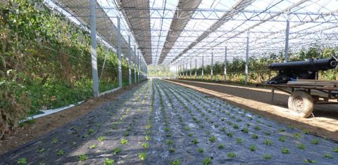 Les frères Bernard ont équipé leur serre d’une station de ferti-irrigation et de matériel de palissage des plantes. © Ch. Sarrazin