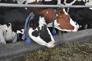 Contrôle laitier vaches