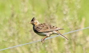 La chasse à l'alouette des champs est autorisée dans quatre départements du Sud-Ouest par quatre arrêtés publiés au Journal officiel du 7 octobre 2022. La chasse à l'alouette des champs est autorisée dans quatre départements du Sud-Ouest par quatre arrêtés publiés au Journal officiel du 7 octobre 2022.