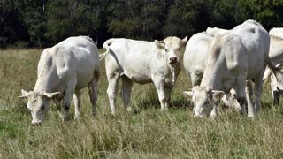 En Indre-et-Loire, la création de filières locales a amélioré la rentabilité des élevages de bovins allaitants. En Indre-et-Loire, la création de filières locales a amélioré la rentabilité des élevages de bovins allaitants.