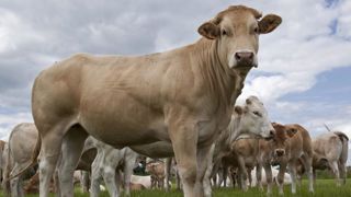 Le cahier des charges rénové des gros bovins entre en vigueur Le cahier des charges rénové des gros bovins entre en vigueur