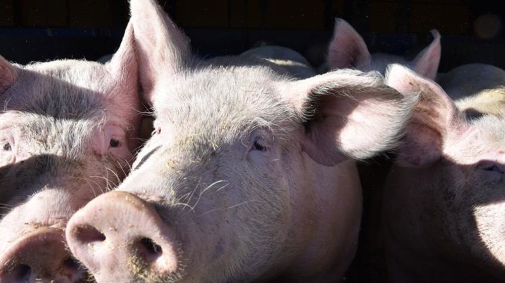 Les éleveurs redoutent une chute des prix