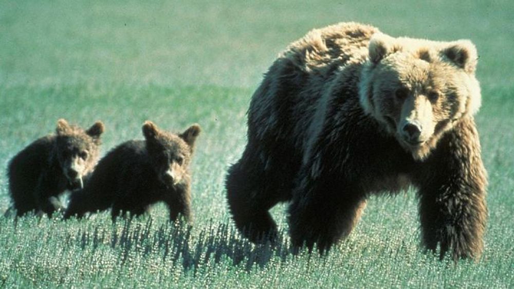 Dix oursons de plus et des dégâts stables