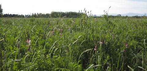 Les prairies de sainfoin (en photo) ou de luzerne donnent deux à trois coupes de foin, vendu en direct à des éleveurs. © Frédérique Ehrhard