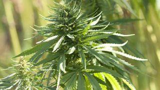 L’arrêté CBD contient encore beaucoup de flou L’arrêté CBD contient encore beaucoup de flou