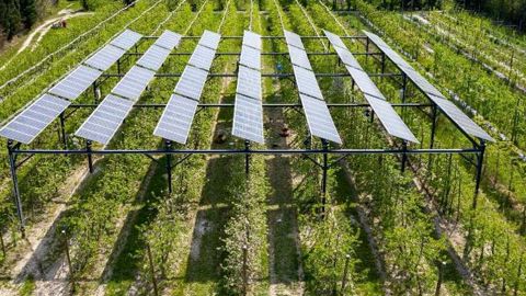 L’Afnor dévoile un label « projet agrivoltaïque » L’Afnor dévoile un label « projet agrivoltaïque »