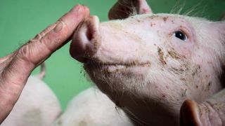 Un homme vit désormais avec le cœur d’un porc Un homme vit désormais avec le cœur d’un porc