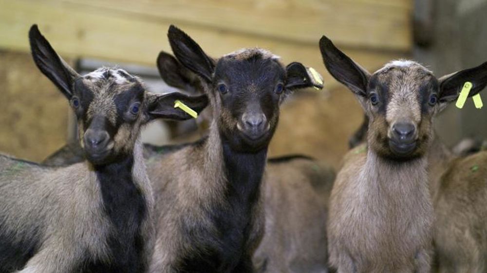 Les engraisseurs de chevreaux sont « au pied du mur »