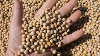 Une qualité correcte pour le pois Une qualité correcte pour le pois