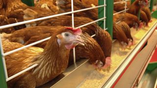 Bruxelles précise son calendrier pour le bien-être animal Bruxelles précise son calendrier pour le bien-être animal