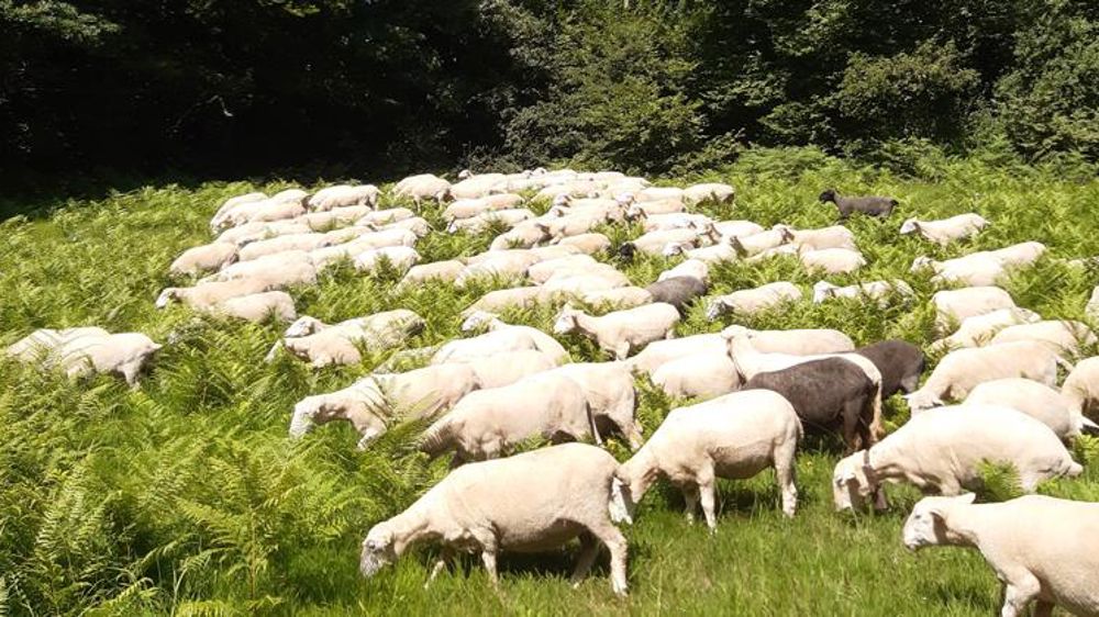 Toujours la cible des loups, même en arrivant dans le Tarn