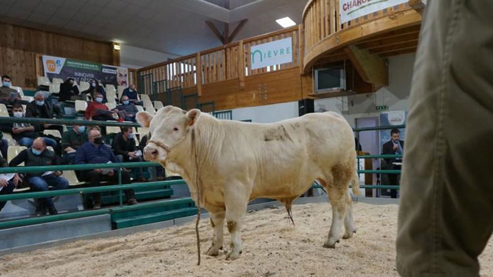 Un taureau charolais vendu 5 500 € à la station Bien Naître