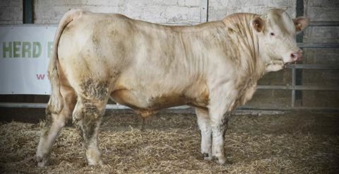 Raban, pris en photo à la station Bien Naître. © Herd-book charolais