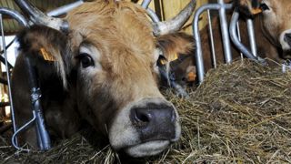 Les abattages de vaches ont progressé en décembre Les abattages de vaches ont progressé en décembre