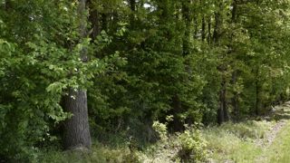 La filière du bois veut peser dans la décarbonation de l’économie La filière du bois veut peser dans la décarbonation de l’économie