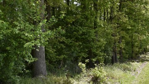 La filière du bois veut peser dans la décarbonation de l’économie La filière du bois veut peser dans la décarbonation de l’économie