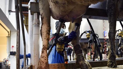 Les marges des producteurs laitiers sont mises à rude épreuve Les marges des producteurs laitiers sont mises à rude épreuve
