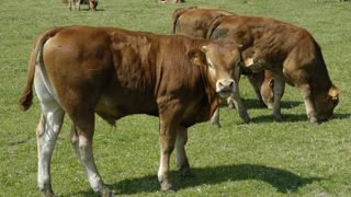 La Coopération Agricole « mobilisée » pour la contractualisation avec l’amont La Coopération Agricole « mobilisée » pour la contractualisation avec l’amont