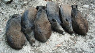 La peste porcine africaine en Italie menace la France La peste porcine africaine en Italie menace la France