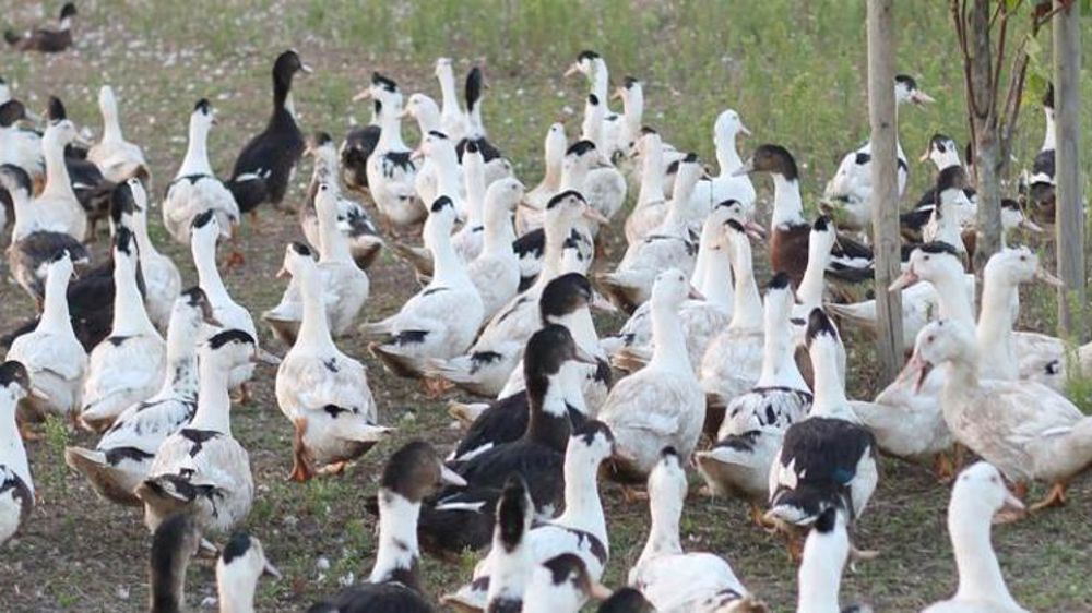 « Mieux maîtriser (la) diffusion » de la grippe aviaire