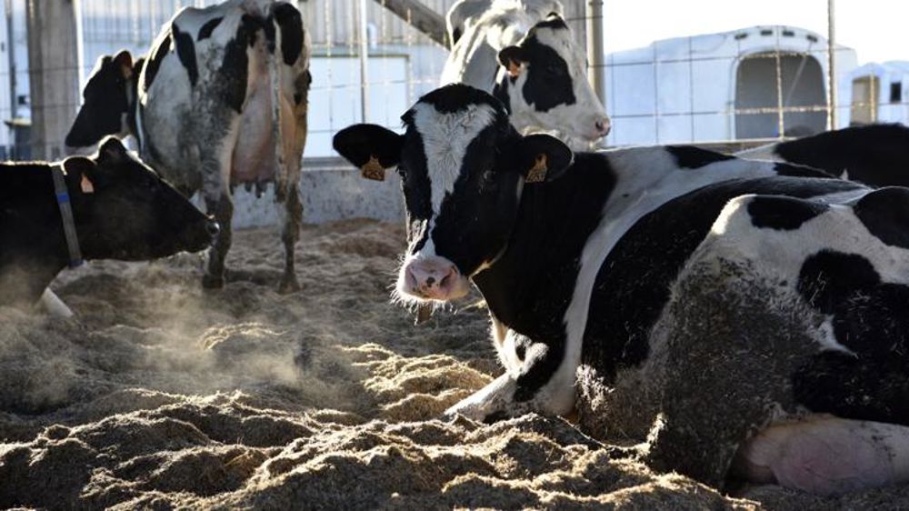 La situation financière des éleveurs de bovins se dégrade