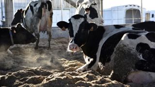 La situation financière des éleveurs de bovins se dégrade La situation financière des éleveurs de bovins se dégrade
