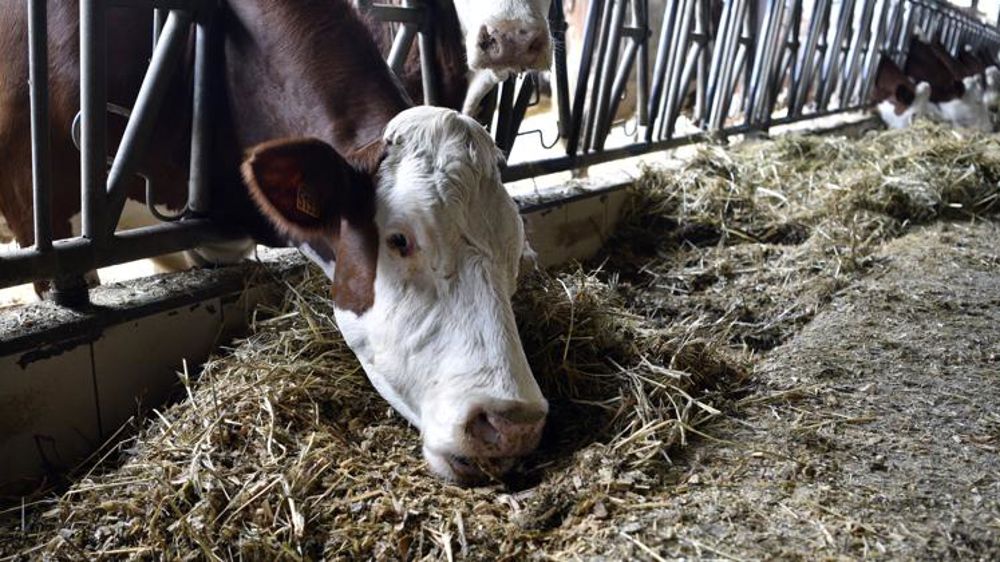 Des tonnages d’aliments pour bovins en baisse