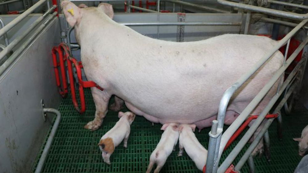 Le Parlement européen compte réévaluer les règles sur le bien-être animal