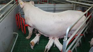 Le Parlement européen compte réévaluer les règles sur le bien-être animal Le Parlement européen compte réévaluer les règles sur le bien-être animal