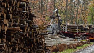 L’État veut favoriser les ventes de grumes en France et en Europe L’État veut favoriser les ventes de grumes en France et en Europe