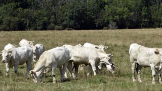 La Coordination rurale veut limiter la contractualisation La Coordination rurale veut limiter la contractualisation