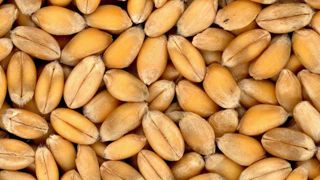 La Russie limite ses exportations de céréales et de sucre La Russie limite ses exportations de céréales et de sucre