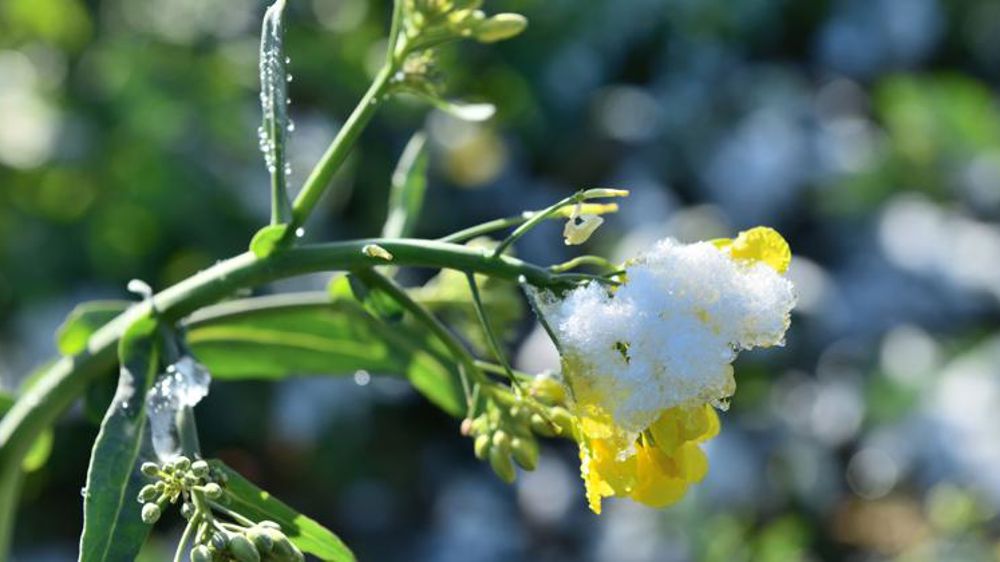 Une aide supplémentaire pour les assurés victimes du gel d’avril 2021