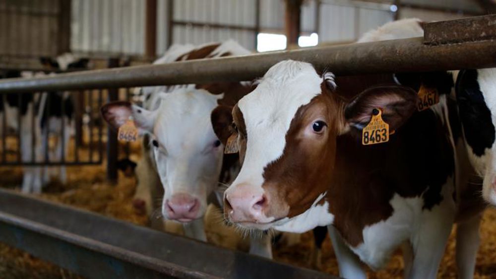 Les candidats à la présidentielle sondés sur la condition animale