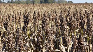 Le sorgho grain 2021, bien adapté à l’alimentation animale Le sorgho grain 2021, bien adapté à l’alimentation animale