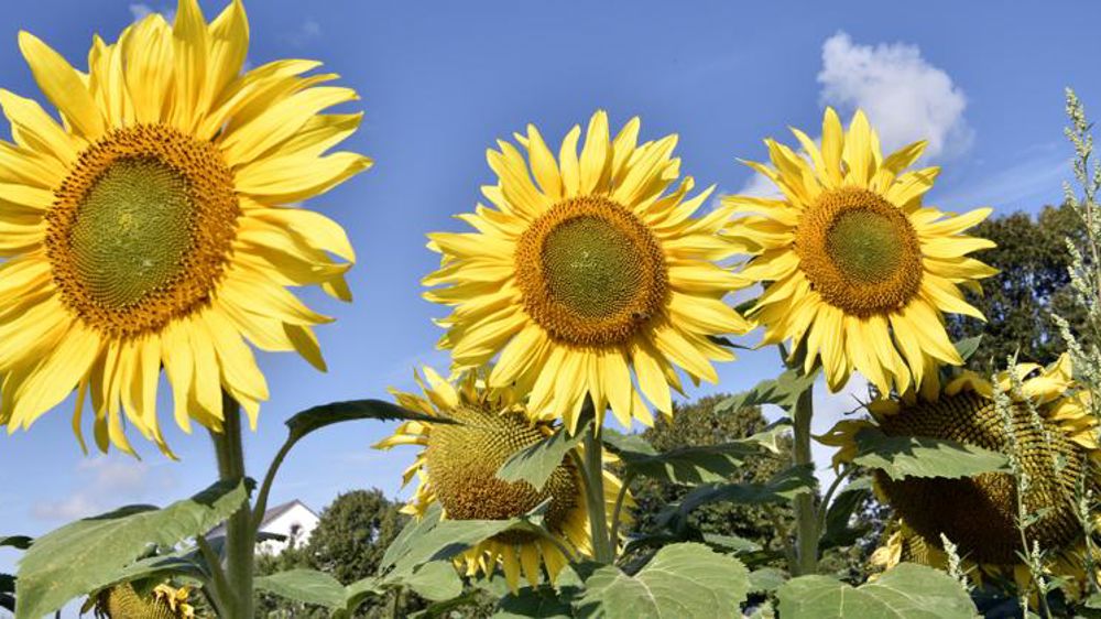 Les VRTH, peu efficaces contre l’ambroisie Les VRTH, peu efficaces contre l’ambroisie