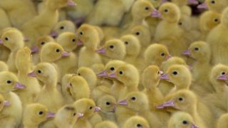 Un premier foyer de grippe aviaire en Ille-et-Vilaine Un premier foyer de grippe aviaire en Ille-et-Vilaine