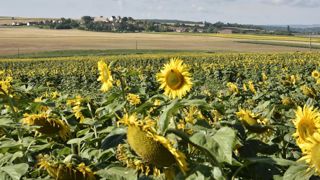 La filière encourage à semer du tournesol La filière encourage à semer du tournesol