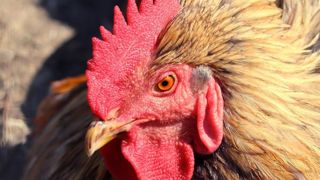 La Haute-Garonne touchée à son tour par la grippe aviaire La Haute-Garonne touchée à son tour par la grippe aviaire