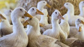 Les éleveurs landais « désespérés » par la grippe aviaire Les éleveurs landais « désespérés » par la grippe aviaire