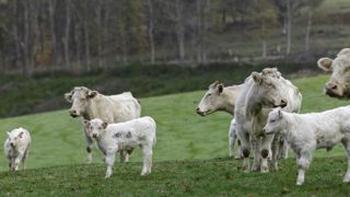 La production de viande bovine continue de s’effriter en 2022 La production de viande bovine continue de s’effriter en 2022