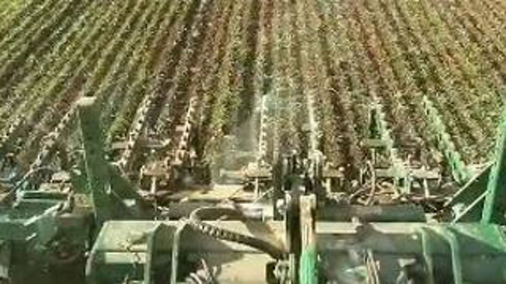 Travail des champs et pédicure des vaches