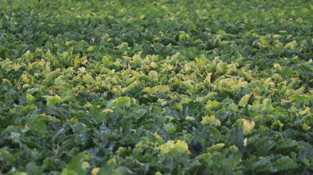 Désaccord sur le rôle de l’Inrae dans les dérogations sur les néonicotinoïdes
