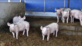 En février, les abattages de porcins se replient à nouveau En février, les abattages de porcins se replient à nouveau