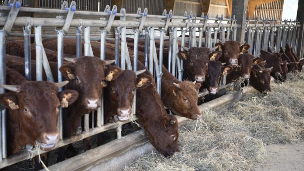 Les priorités de la FNB pour sauver les éleveurs de bovins viande