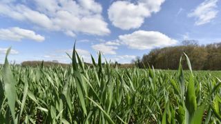 La tonne de blé tendre coûterait 310 euros à produire La tonne de blé tendre coûterait 310 euros à produire