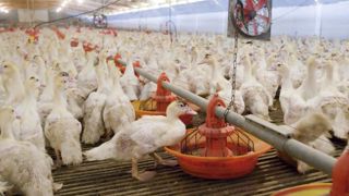 Un dépeuplement en « pare-feu » dans les Pays de la Loire Un dépeuplement en « pare-feu » dans les Pays de la Loire