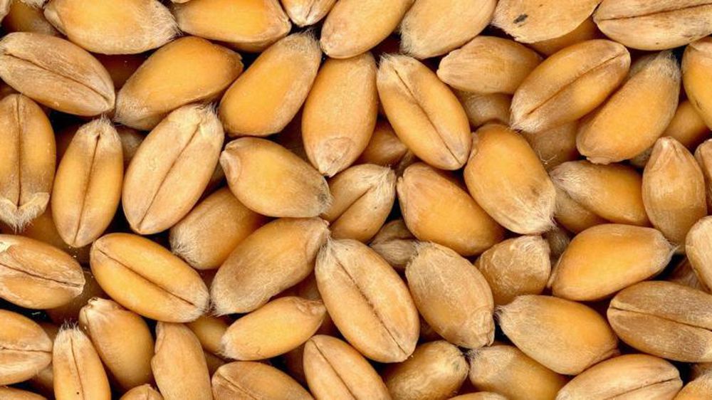 Les exportations ukrainiennes de blé et maïs de nouveau en baisse